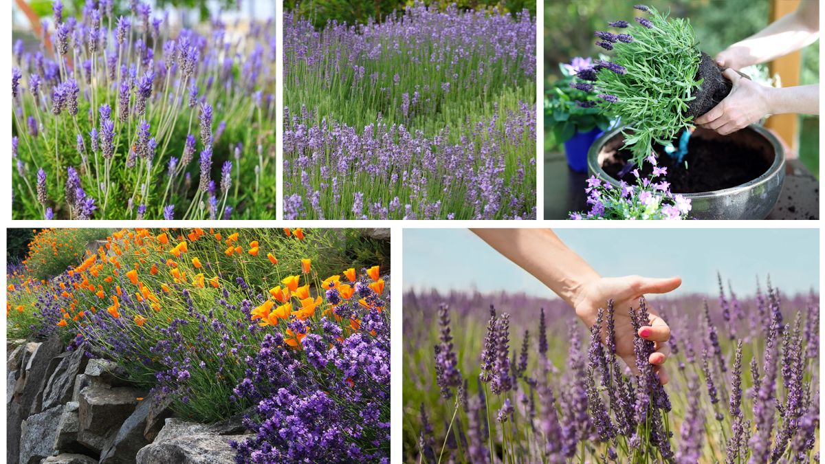 How to Grow Lavender for Relaxing Aroma and Beauty