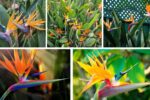 5 Stunning Bird of Paradise Plants for Tropical Beauty