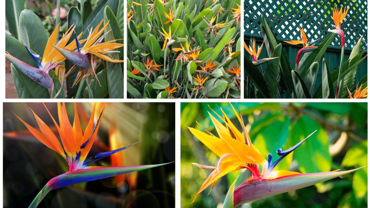 5 Stunning Bird of Paradise Plants for Tropical Beauty