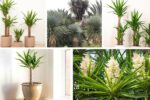 5 Yucca Plants to Make Bold Indoor Statements