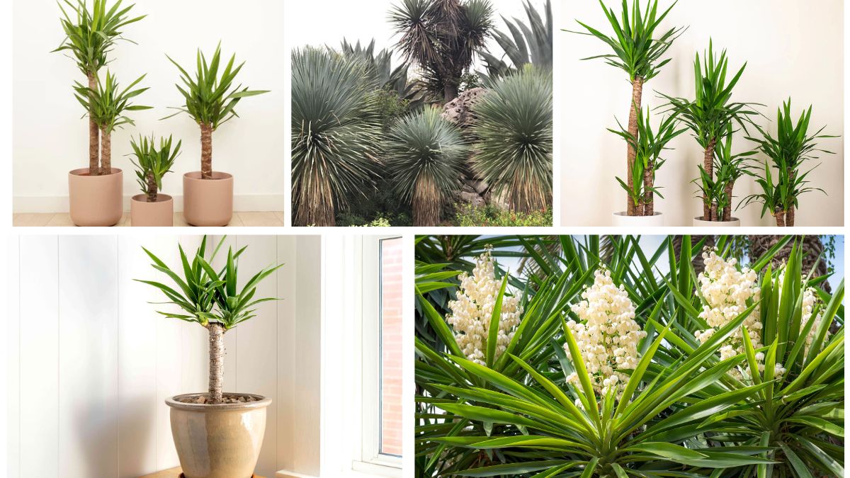 5 Yucca Plants to Make Bold Indoor Statements