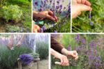 How to Prune Lavender for Continuous Growth