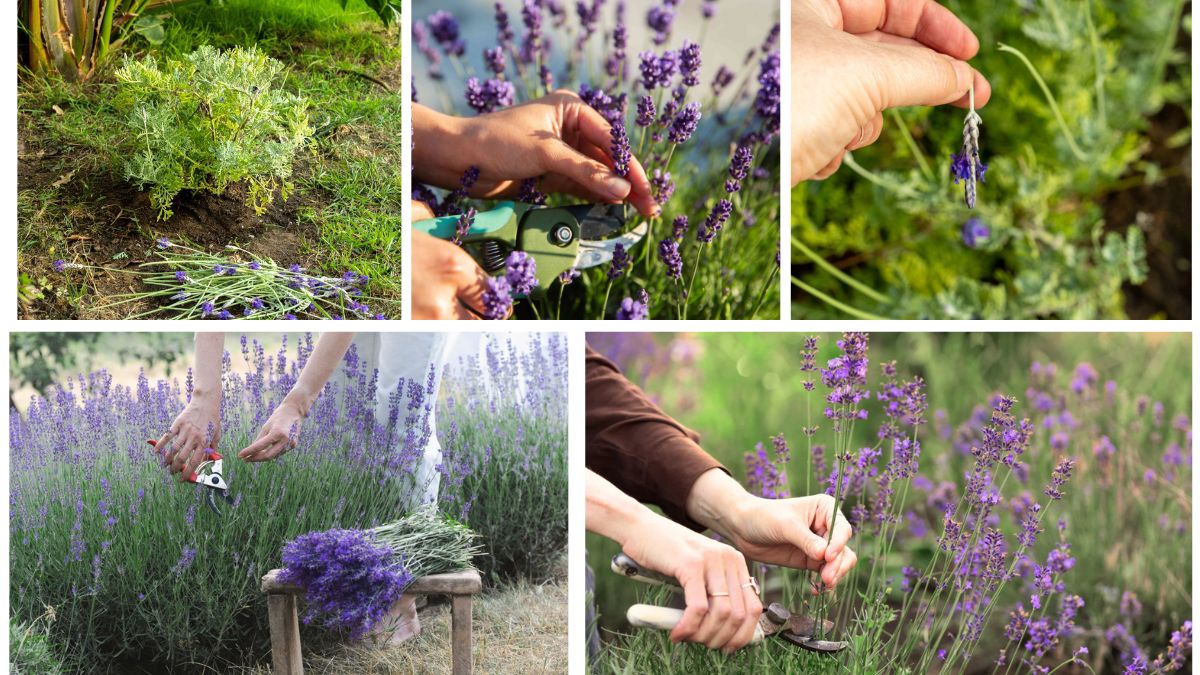 How to Prune Lavender for Continuous Growth