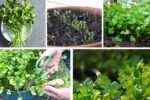 How to Grow Coriander at Home for Fresh Herbs