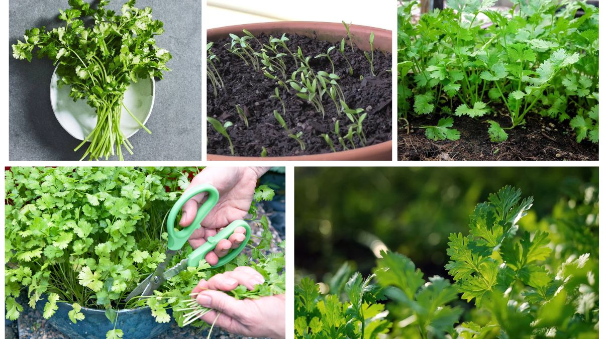 How to Grow Coriander at Home for Fresh Herbs