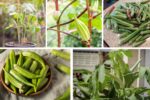 Growing Okra at Home for Healthy Harvests