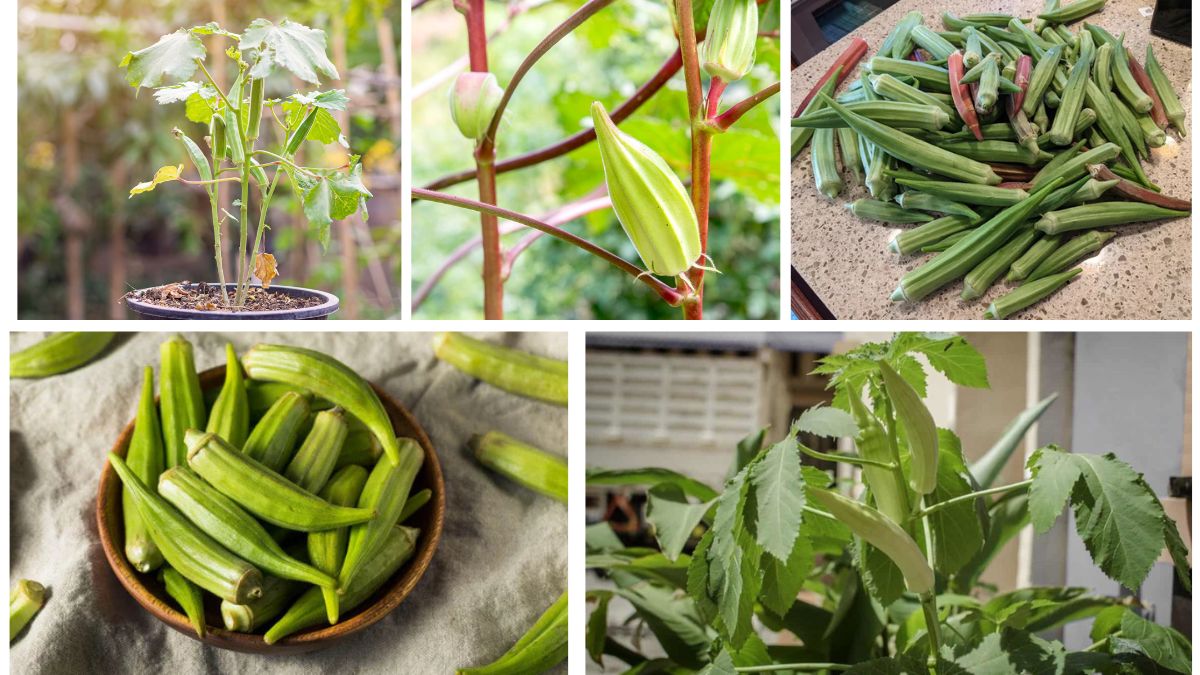 Growing Okra at Home for Healthy Harvests