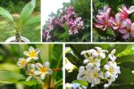 How to Plant Plumeria Cuttings for Exotic Blooms