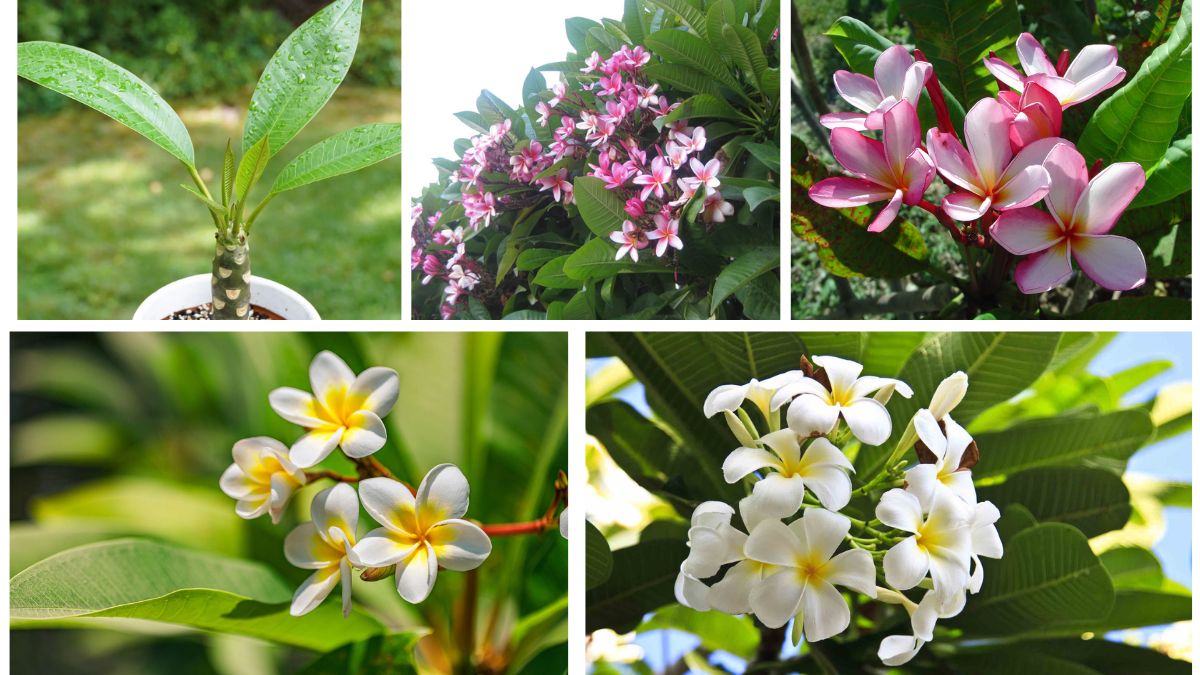 How to Plant Plumeria Cuttings for Exotic Blooms