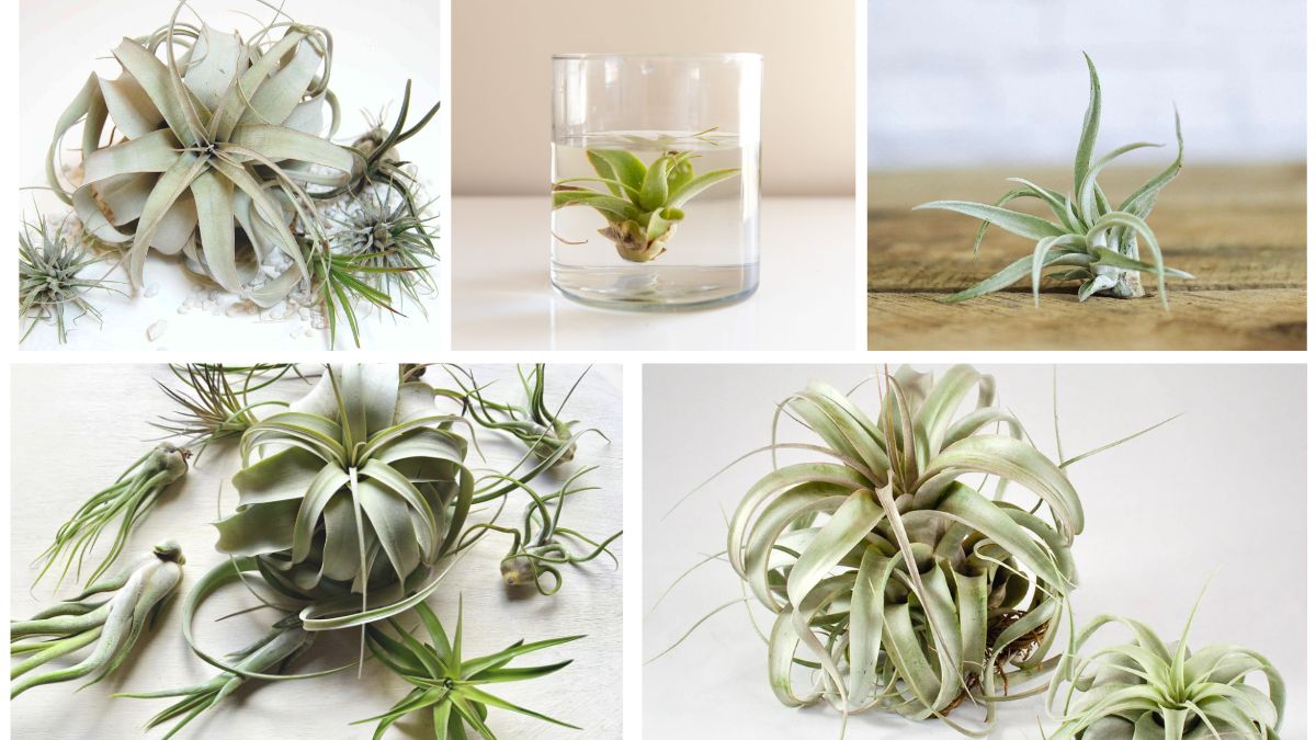 How to Care for Air Plants: A Beginner’s Guide
