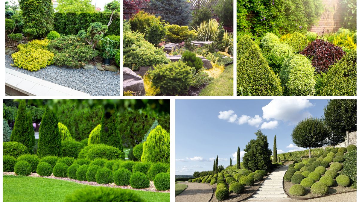 5 Evergreen Plants with Bold Shapes for Modern Gardens