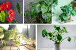 5 Plants with Heart-Shaped Foliage for Indoor Décor
