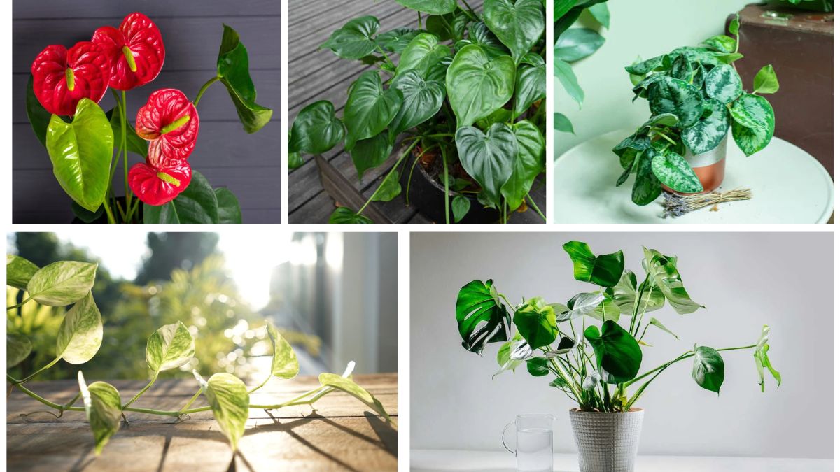5 Plants with Heart-Shaped Foliage for Indoor Décor