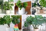 5 Varieties of Swiss Cheese Plants for Indoor Jungles