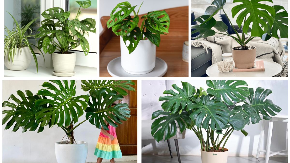 5 Varieties of Swiss Cheese Plants for Indoor Jungles