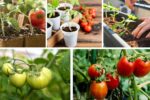 How to Grow Tomatoes from Fresh Seeds Step by Step