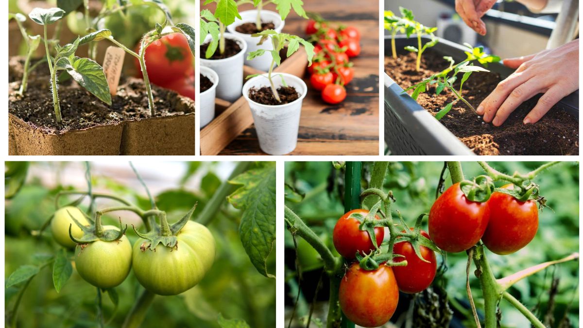How to Grow Tomatoes from Fresh Seeds Step by Step