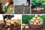 Proper Potato Planting Depth for Maximum Harvests
