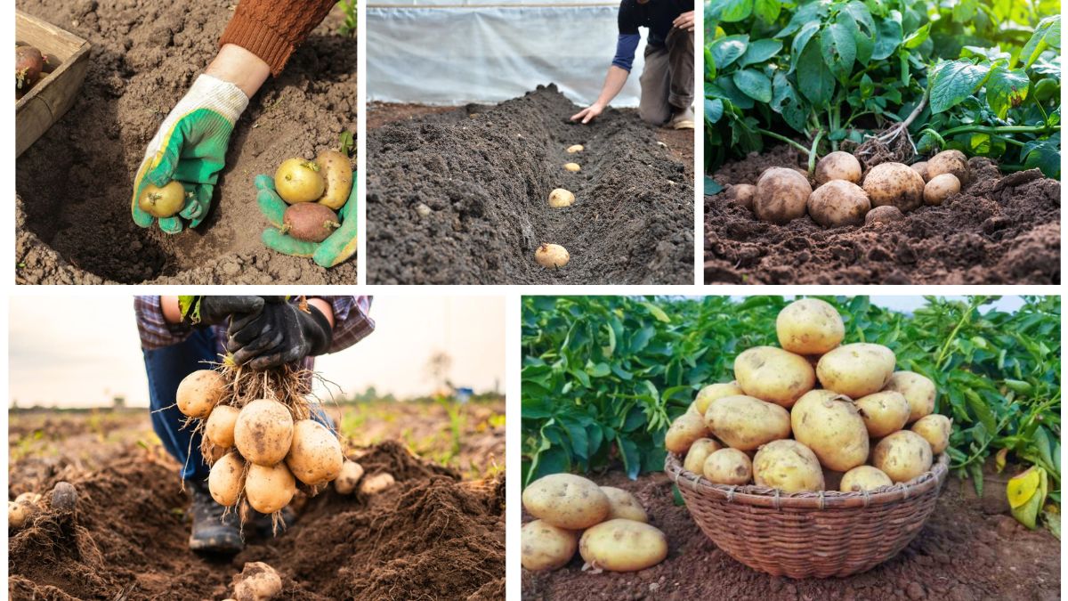 Proper Potato Planting Depth for Maximum Harvests