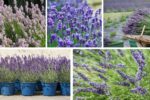 How to Grow Lavender Plants in Any Region