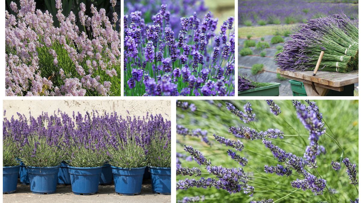How to Grow Lavender Plants in Any Region