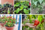 How to Grow Pepper Plants from Seeds Successfully