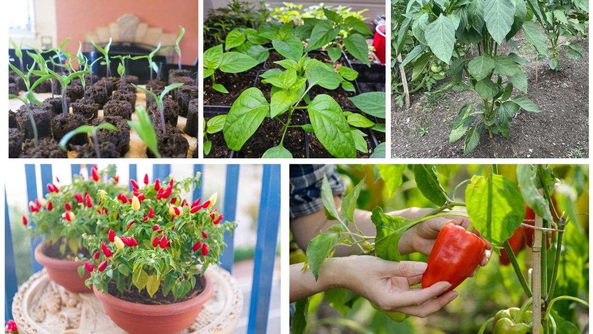 How to Grow Pepper Plants from Seeds Successfully