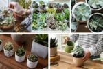 How to Care for Succulent Plants the Easy Way