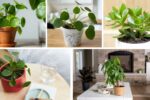 5 Instagram-Worthy Chinese Money Plants