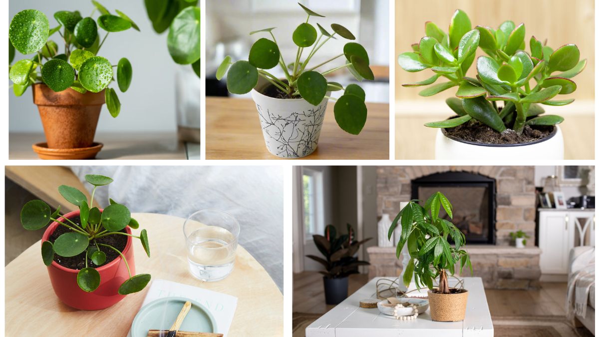 5 Instagram-Worthy Chinese Money Plants