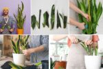 How to Trim and Prune Your Snake Plant Safely