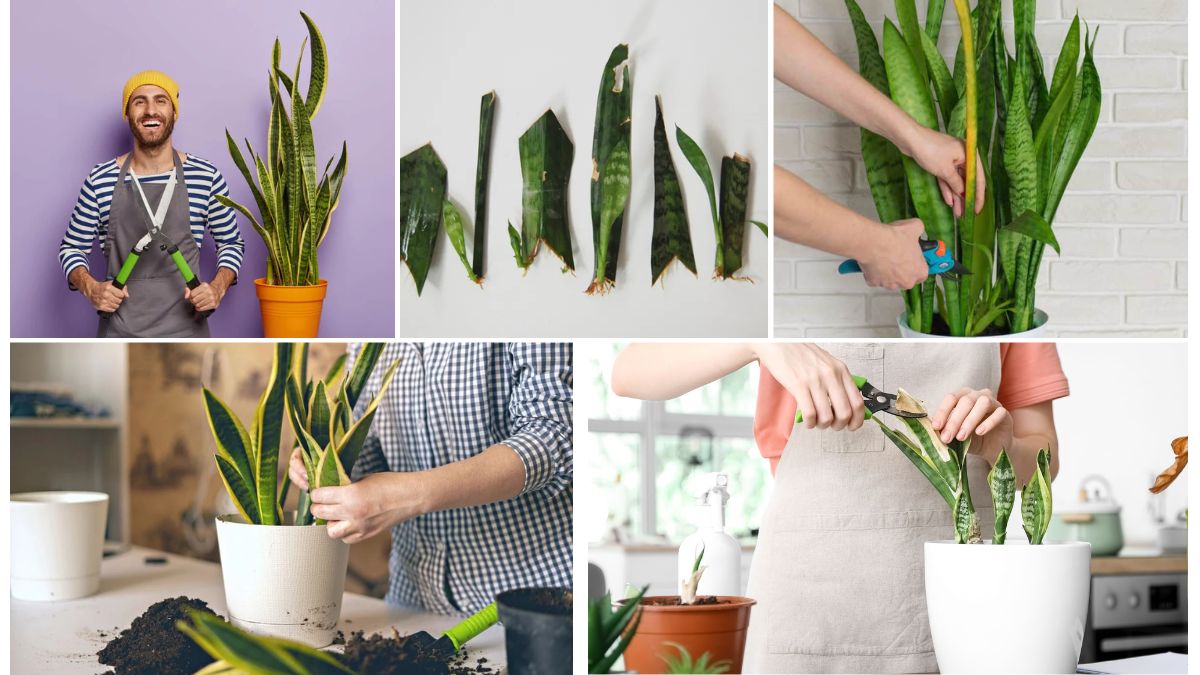 How to Trim and Prune Your Snake Plant Safely