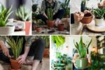 Snake Plant Repotting Guide for Beginners