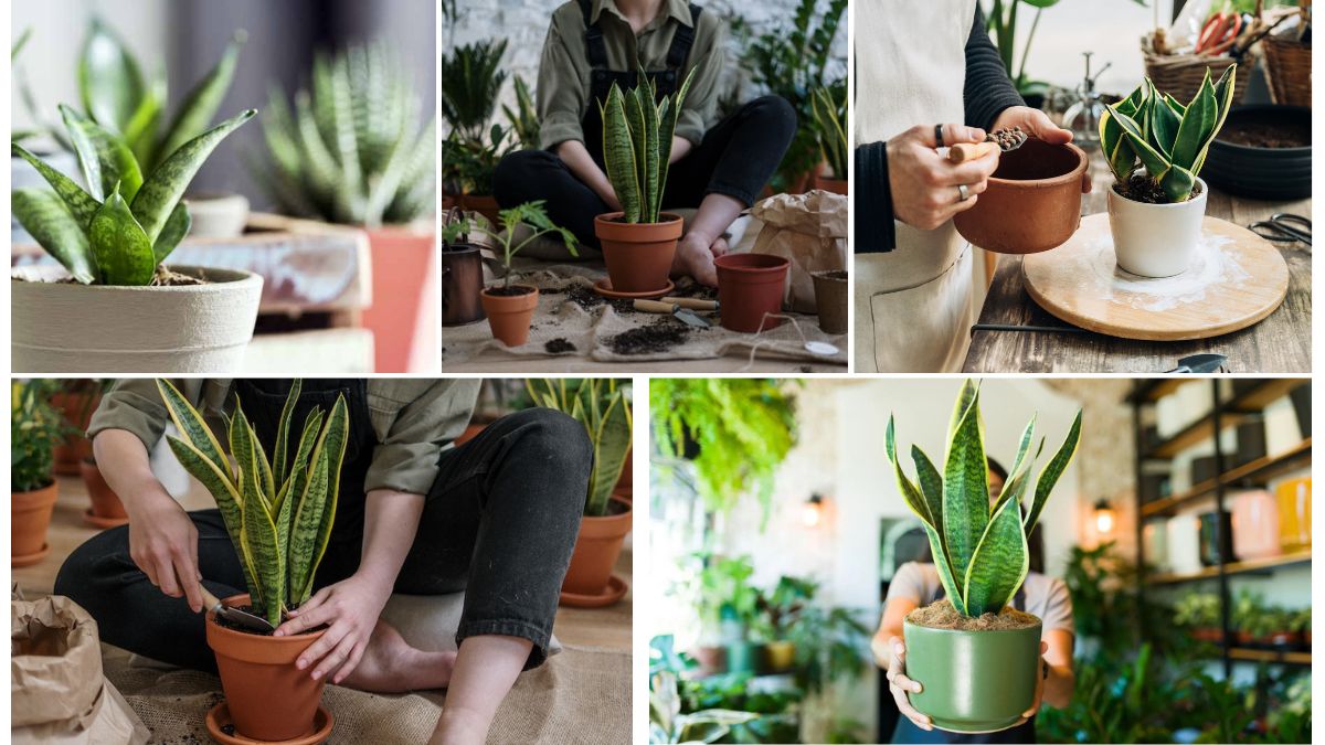 Snake Plant Repotting Guide for Beginners