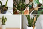 How to Revive a Dying Snake Plant