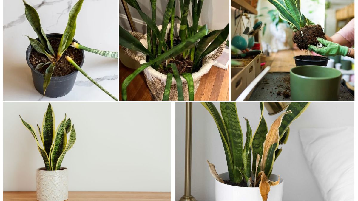 How to Revive a Dying Snake Plant