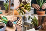 Snake Plant Soil Mix: Best DIY Recipe