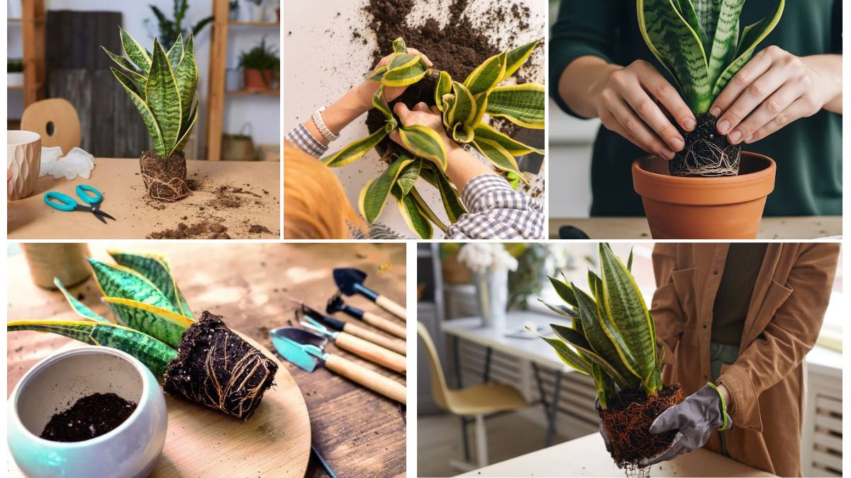 Snake Plant Soil Mix: Best DIY Recipe
