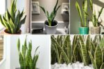 How Much Light Does a Snake Plant Really Need?