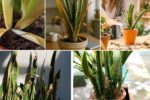 Snake Plant Yellow Leaves: Causes and Solutions