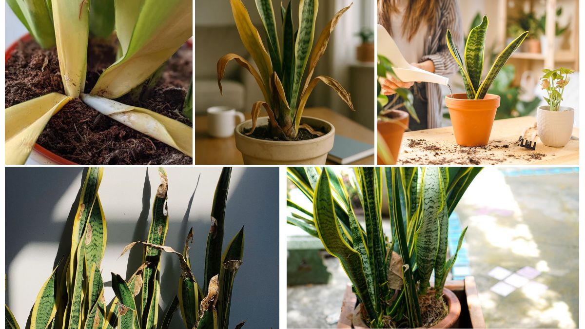 Snake Plant Yellow Leaves: Causes and Solutions