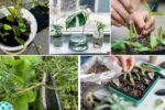 Propagation Troubleshooting: Why Your Cuttings Fail