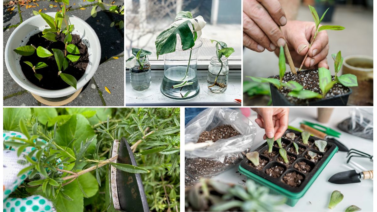 Propagation Troubleshooting: Why Your Cuttings Fail