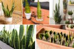 How to Grow Massive Snake Plants from Scratch