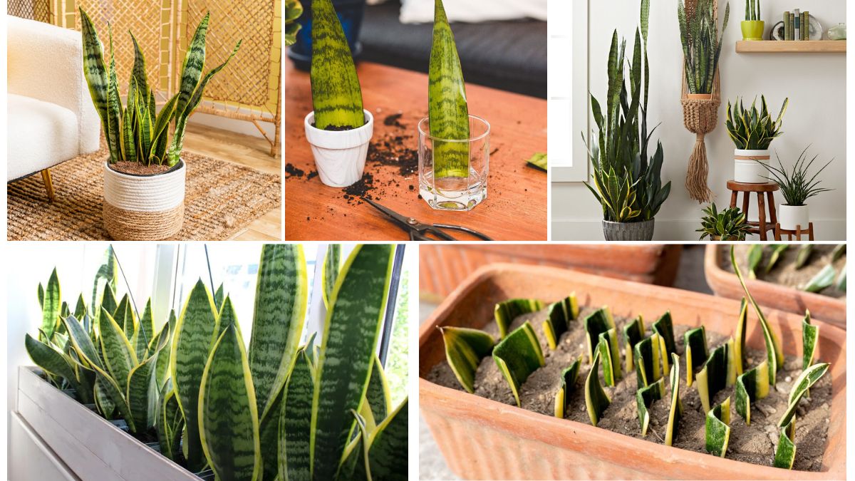 How to Grow Massive Snake Plants from Scratch