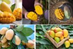 Best Country for Organic Mango Farming