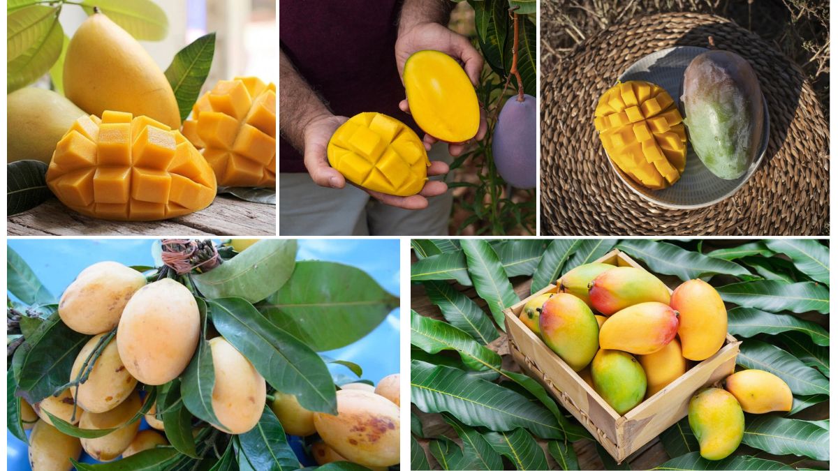 Best Country for Organic Mango Farming