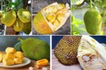 The Rise of Jackfruit as a Global Export