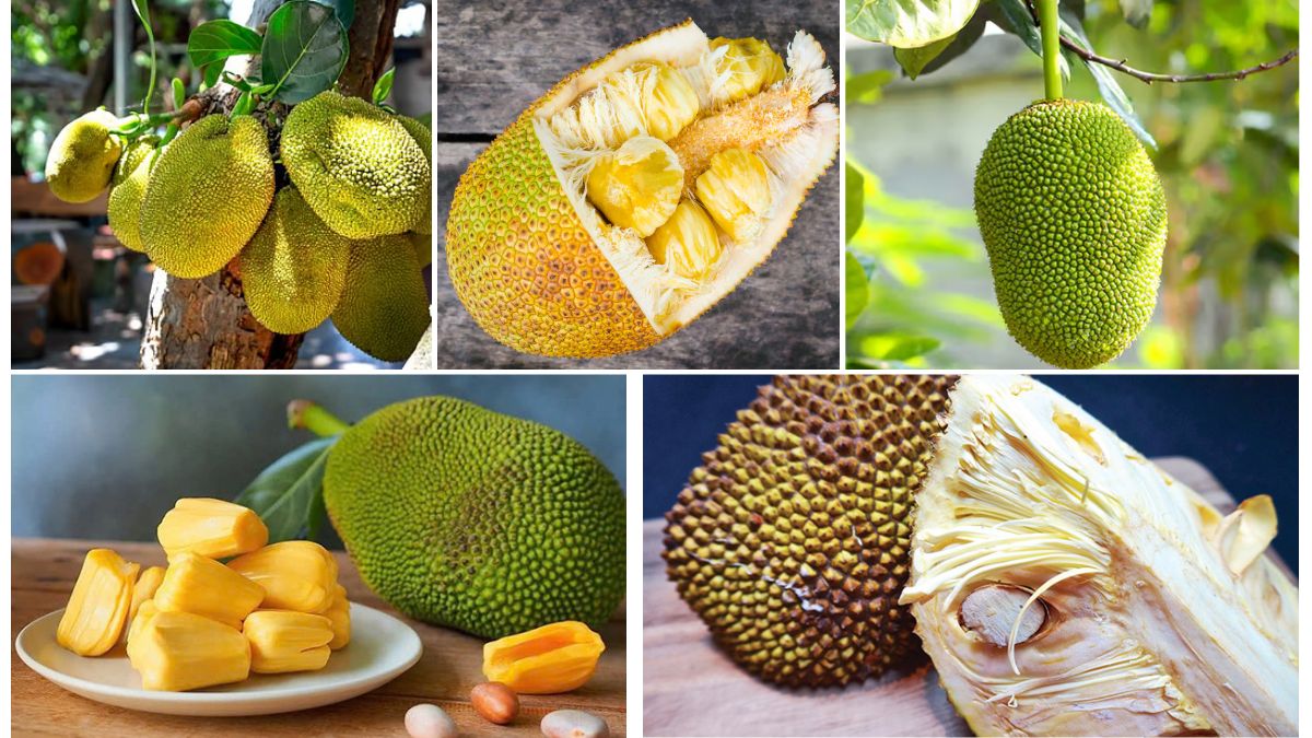 The Rise of Jackfruit as a Global Export