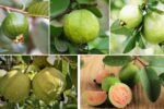 How Guava Farming Is Evolving in Asia